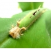 Caligo atreus 7 larvae 